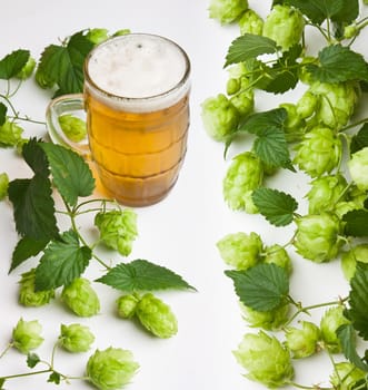 hops isolated on a white background