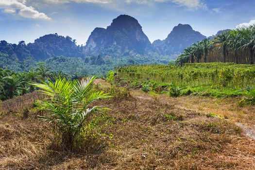 nature of the island of Phuket,Thailand