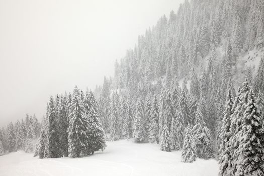 Forest in winter covered by snow