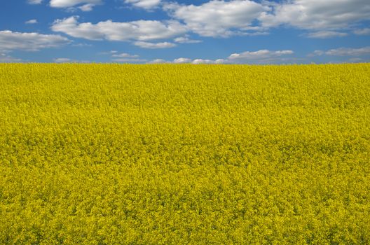 Field sown oilseed rape at the time of maximum flowering.