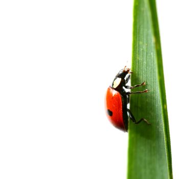 summer red  ladybug on grass