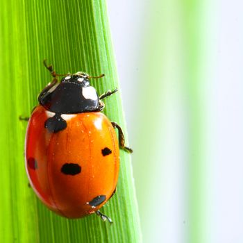 ladybug on grass isolated on white