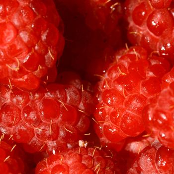 red wild raspberry macro close up 