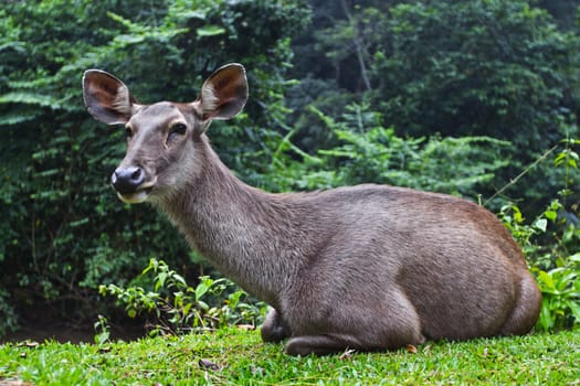 Barking deer, One kind of the deer in degradation forest or are cleared