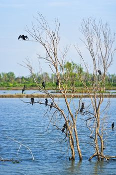 Little cormorant together as a group on tree spread the wings to sunbathe