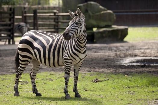 Picture zebra of the Warsaw Zoo