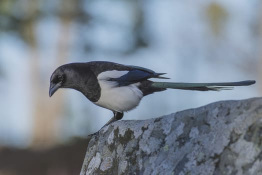 Photo is shot by a forest grove at Fredriksten fortress in Halden, Norway. In the autumn of 2013