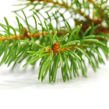 Green banch of fir tree isolated on white background