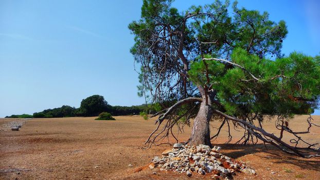 National park Islands of Brijuni landscape, Istria, Croatia