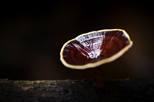 White mushroom growing up on the tree with black background