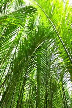 Nypa palm, and nypa palm leave can use for roof cover.