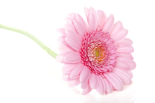 Pink Gerbera flower in closeup over white background