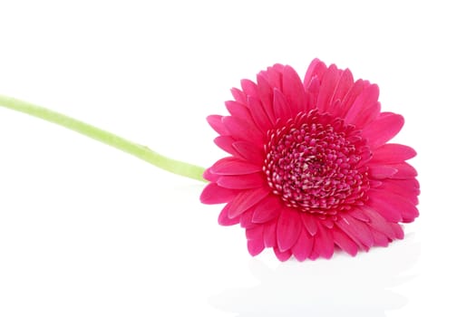 Pink Gerbera flower in closeup over white background