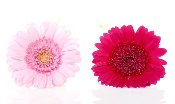 Two Pink Gerbera flowers in closeup over white background