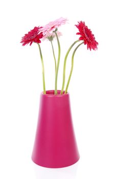 Gerbera flowers in pink vase over white background