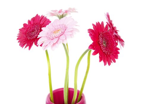Pink Gerbera flowers in closeup over white background