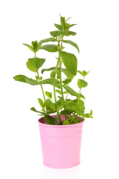 Fresh mint plant in pink pot over white background
