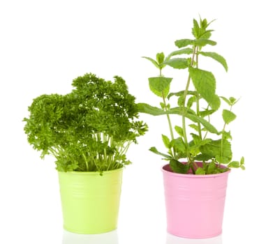 Fresh mint and parsley plant in pink pot over white background