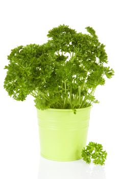 Fresh parsley plant in green pot over white background