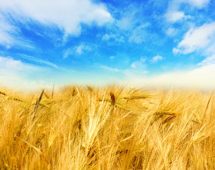 Golden wheat field with blue sky in background