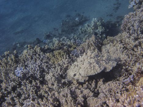 Pacific ocean coral reef on the Mauii shore
