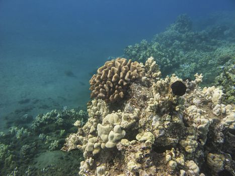 Rock built from coral in the pacific ocean