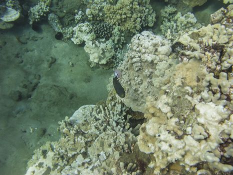 Black fish with yellow and pink fins swimming in a coral reef