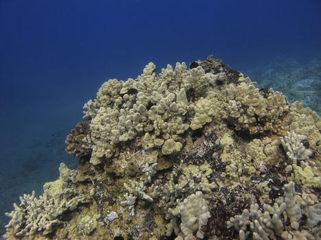Rock built from coral in the pacific ocean