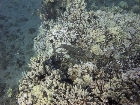 Light colored coral reef