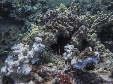 Colony of different urchin species