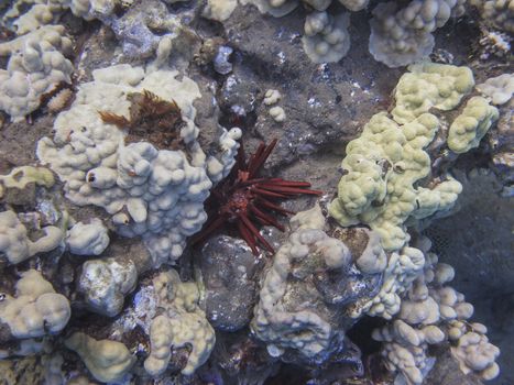 Colony of red pencil sea urchin at the bottom of the pacific ocean