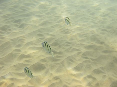 three surgeon major fish swimming on sandy bottom