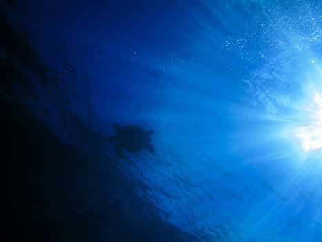 Sea turtle swimming in the ocean with the dun