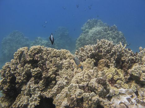 Saddle wrasse feedding in a coral reef