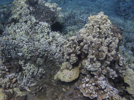 Rock built from coral in the pacific ocean