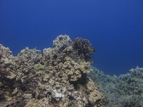 coral reef in the pacific ocean, against a blue background