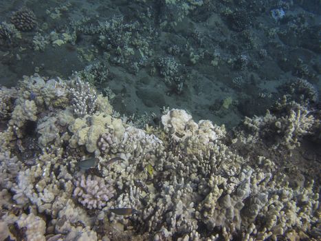 different species of fish in a pacific ocean coral reef