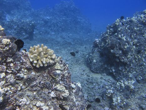 different species of fish in a pacific ocean coral reef