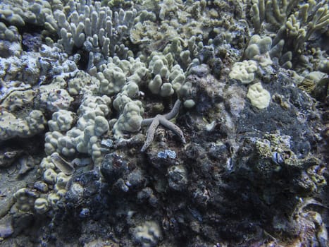 Linckia starfish in a coral reef
