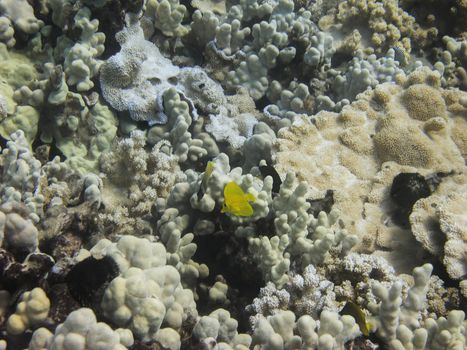 yellow tand fish in coral reef and other fish species
