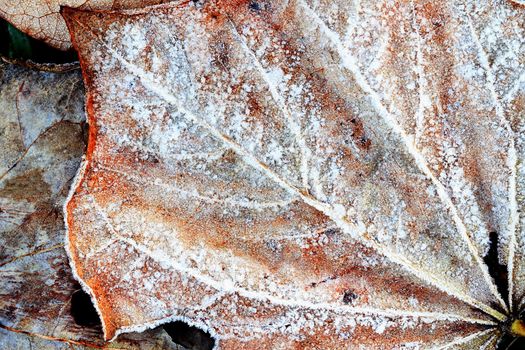 Abstract macro of a frozen leaf.