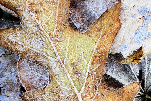 Abstract macro of a frozen leaf.