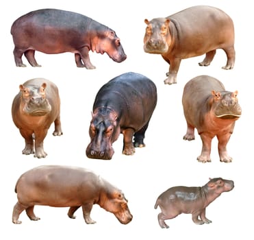 hippopotamus isolated on white background