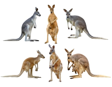 kangaroo isolated on white background