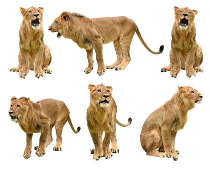 lion isolated on white background