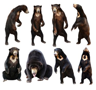 malayan sanbear isolated on white background