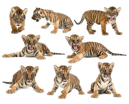 baby bengal tiger isolated on white background