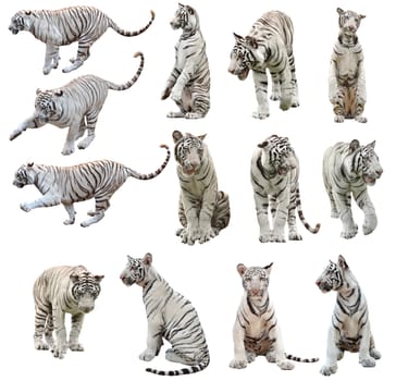 white bengal tiger isolated on white background