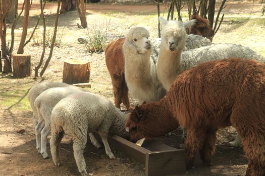 Alpaca Resting in a Petting Zoo Outdoors