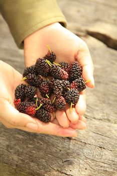 Handful of Mulberry Berries Fresh and Sweet